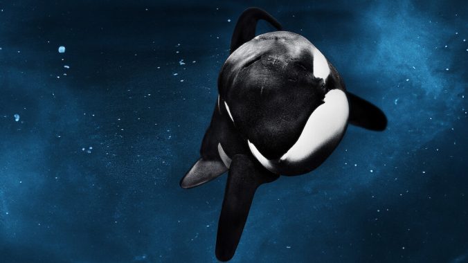 دانلود فیلم ماهی سیاه Blackfish با پخش آنلاین و زیرنویس چسبیده